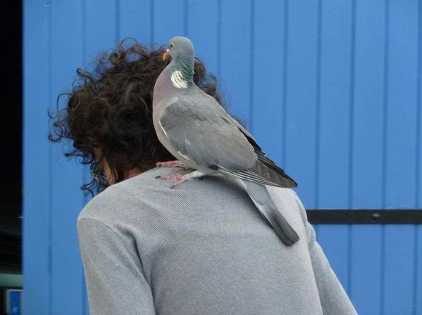 20210221115644016-adeline-et-le-pigeon-jpg.jpg