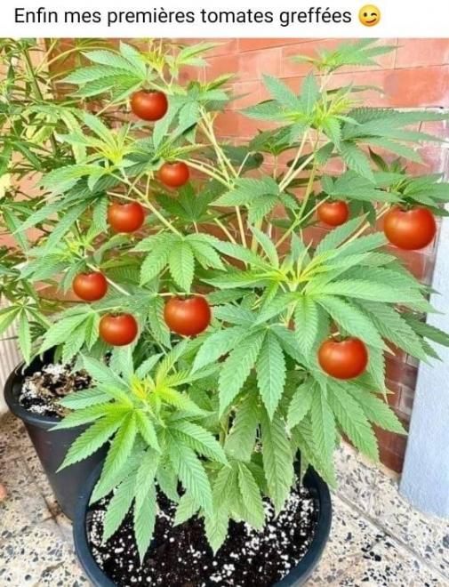 20210924122351tomates.jpg