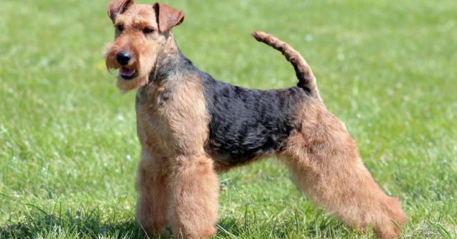 20221013165010welsh-terrier_2.jpg