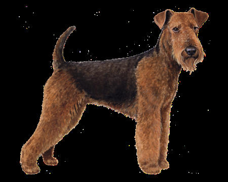 20250304134331airedale_terrier_color.jpg