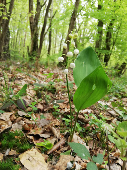 20250501095832muguet-la-roque-baignard-jfde-witte3.jpg