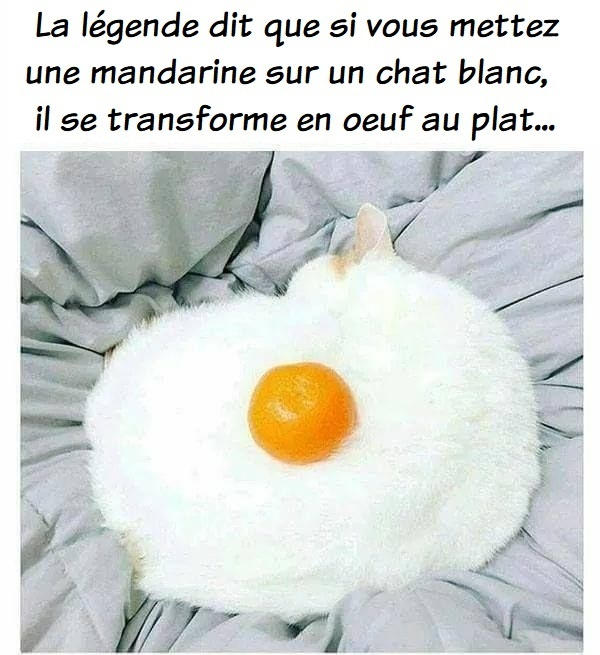 20250715171137le-chat-au-plat.jpg