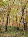 L'automne avant l'heure