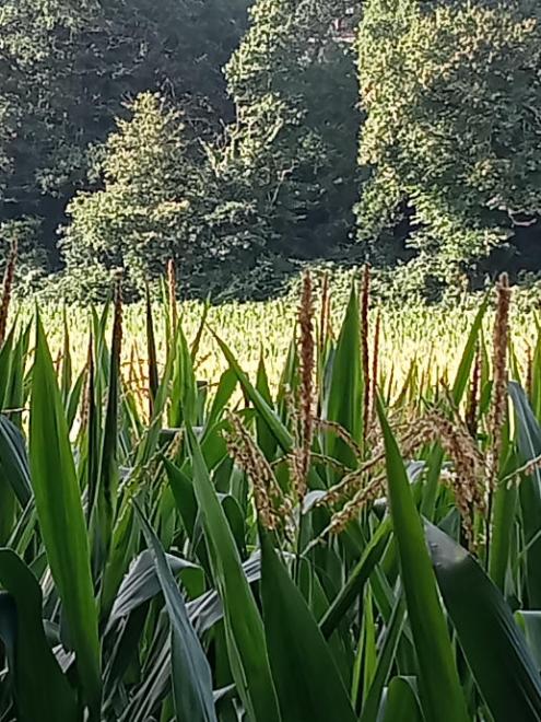 20260622093640img20260622090130.jpg