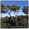 Taille des arbres