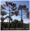 Taille des arbres