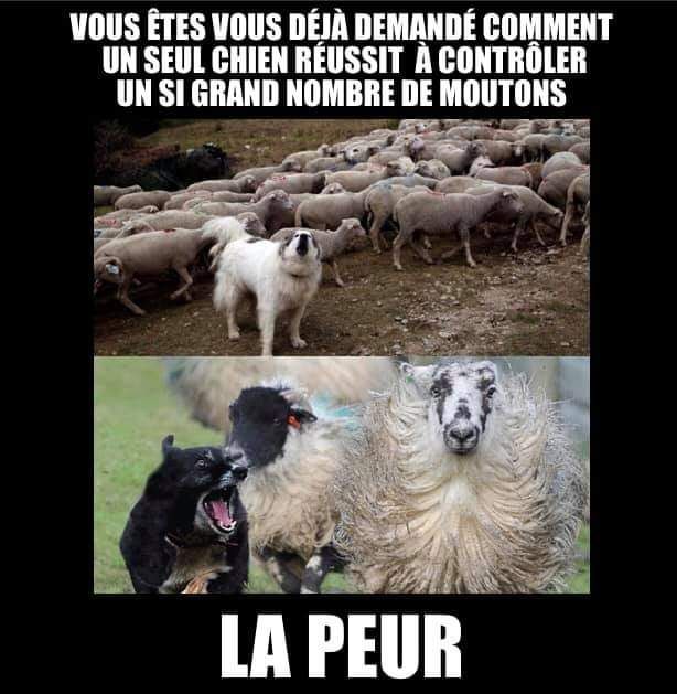 20210125190132chiencontrolemoutonpeur.jpg
