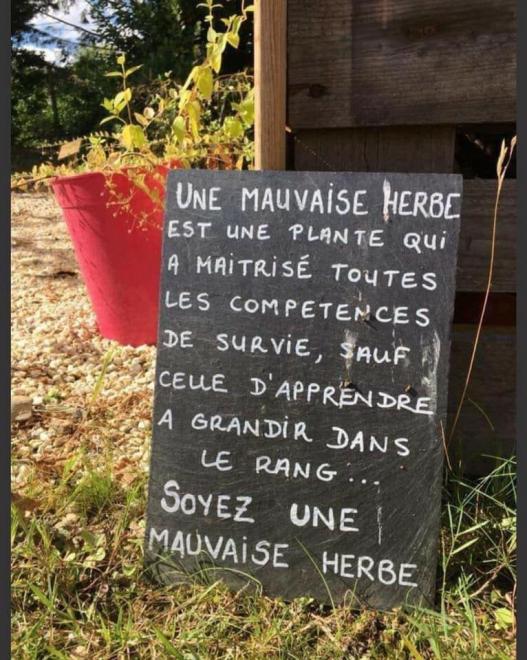20210128121127mauvaiseherbe.jpg