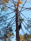 Curage des arbres