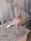 Pigeons