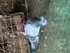 Pigeons voyageurs
