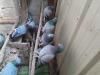 Pigeons croisés