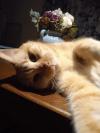Un amour de chat