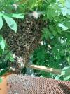 Abeille 🐝🐝🐝🐝