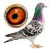 Pigeon Voyageur de Haute Qualité